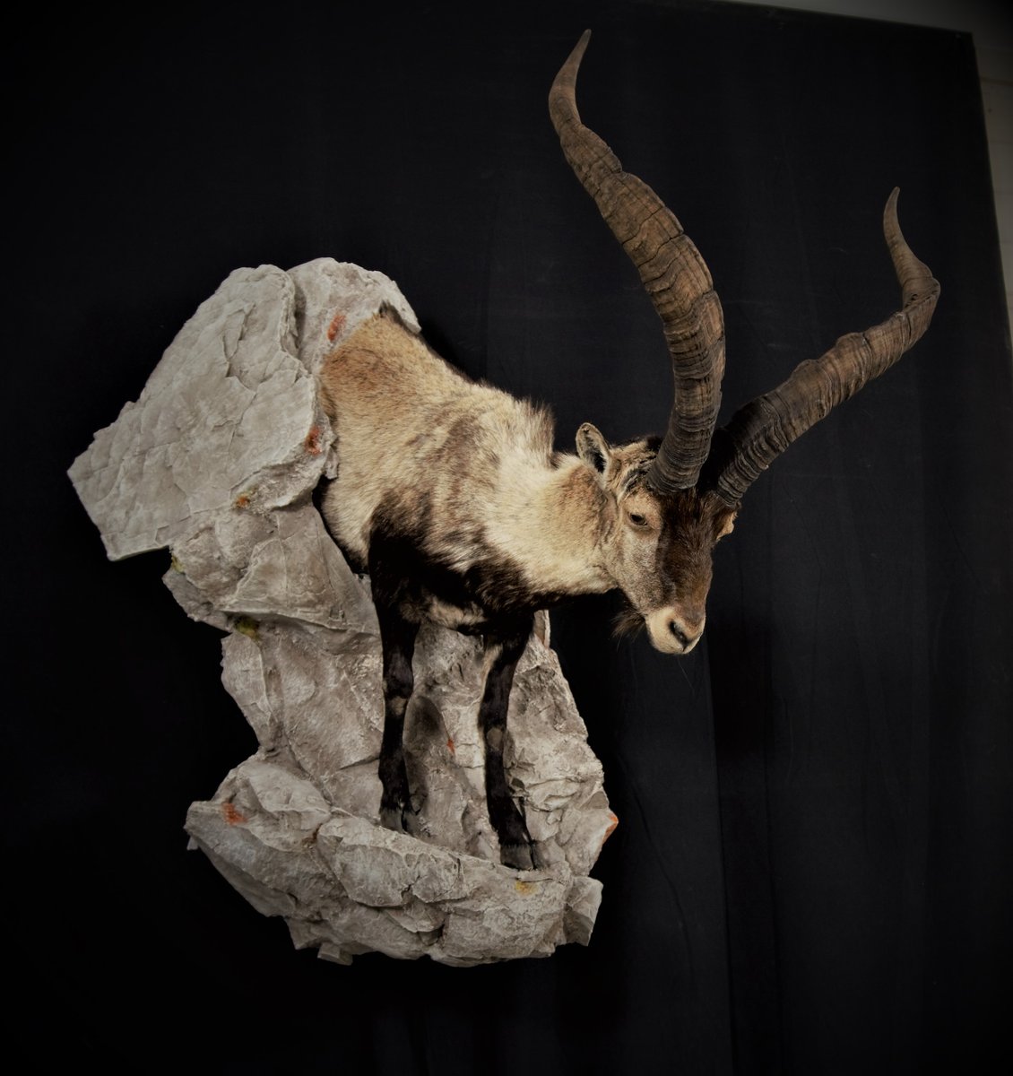 Ibex 1/2 Life Size