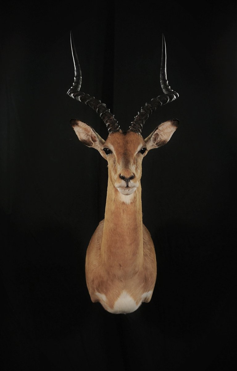 Impala Shoulder Mount