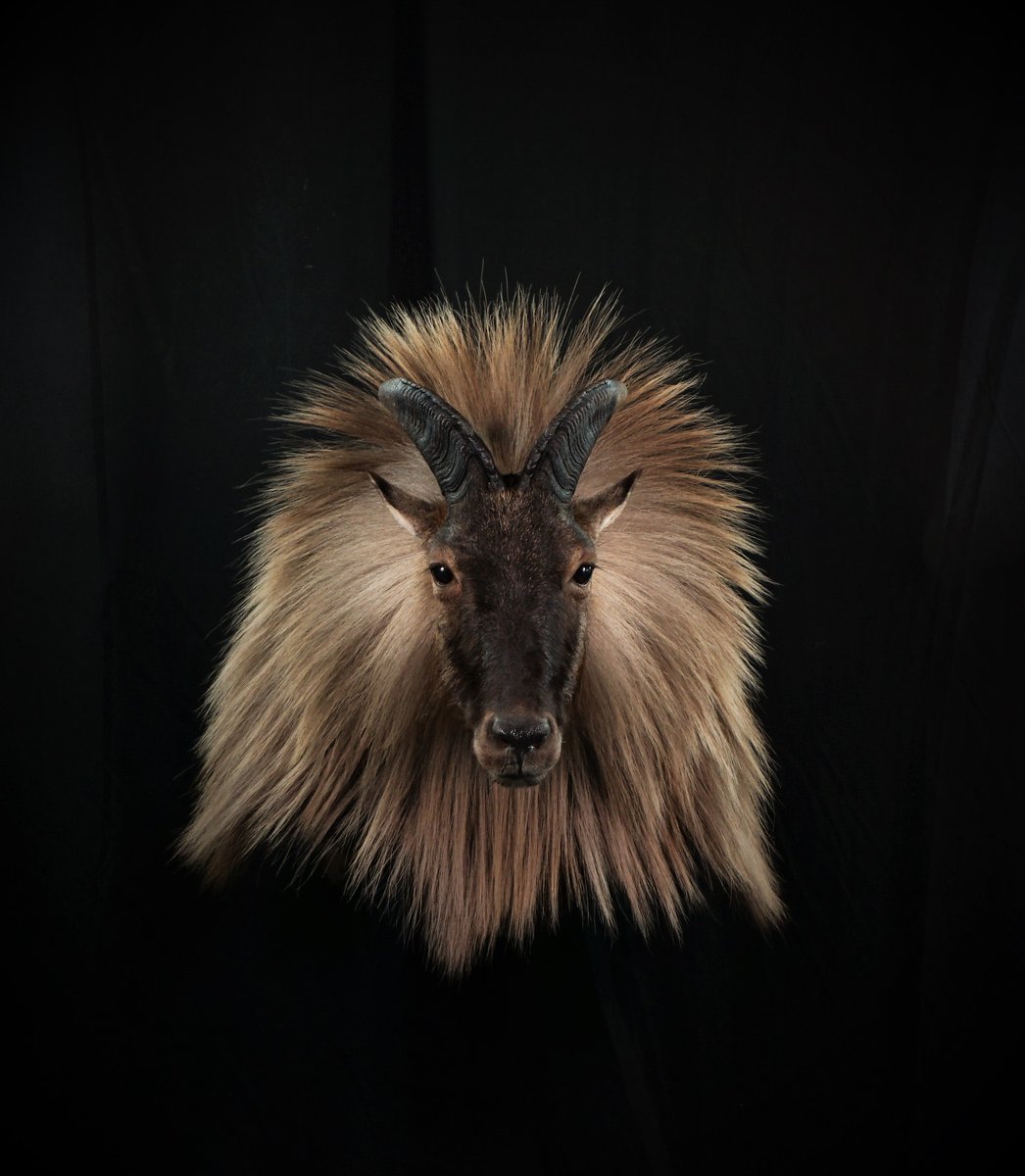 Tahr Shoulder Mount