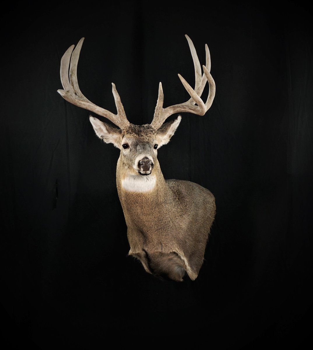 Whitetail Wall Pedestal