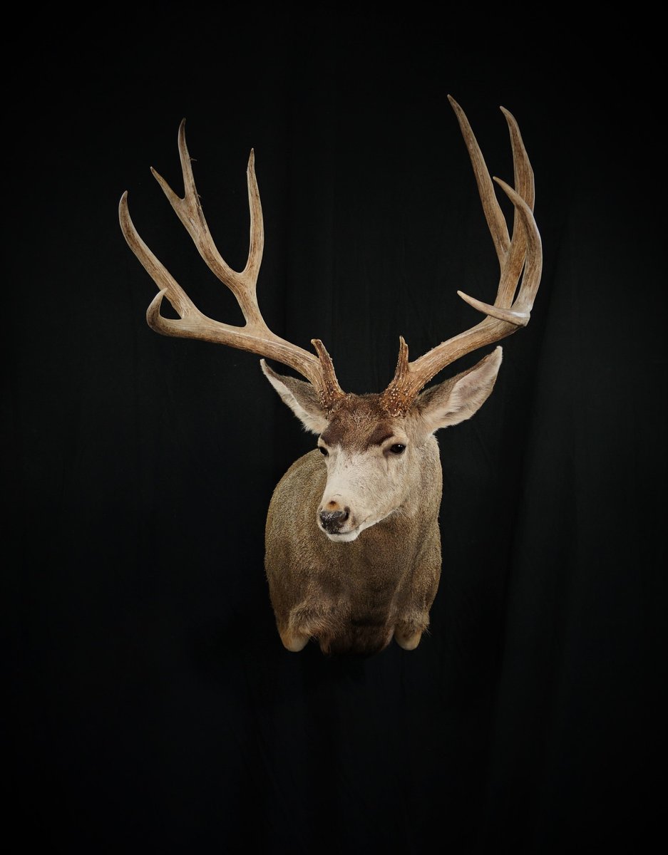 Mule Deer Shoulder Mount