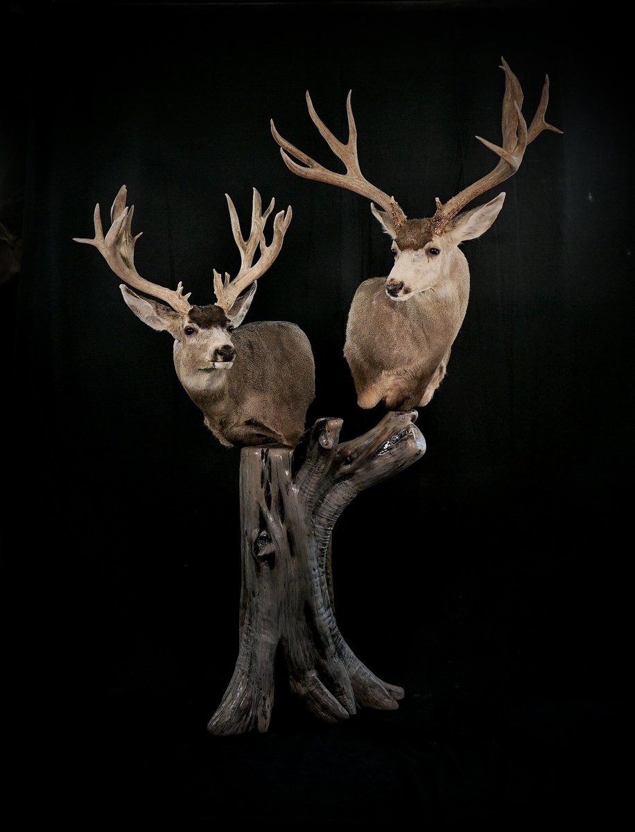 Mule Deer Pedestal
