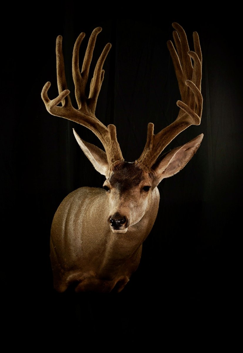 Mule Deer Shoulder Mount