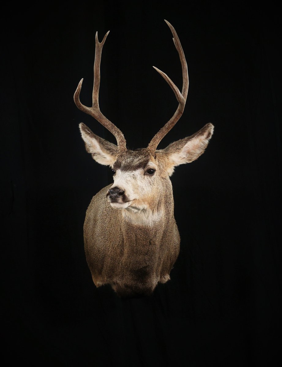 Mule Deer Shoulder Mount