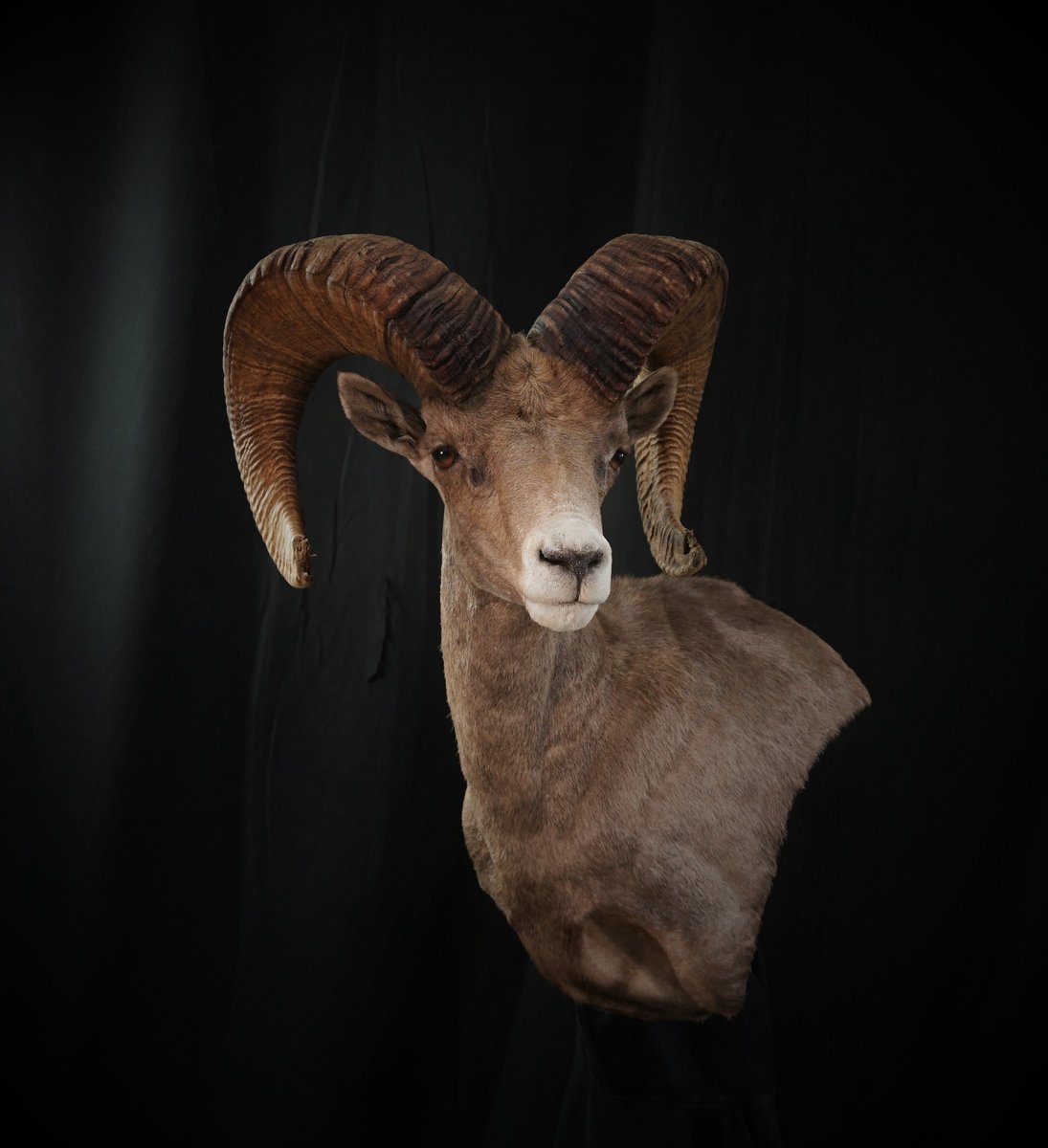 Desert Sheep Wall Pedestal