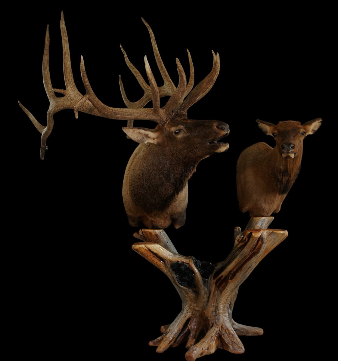 Elk Pedestal Open Mouth With Cow