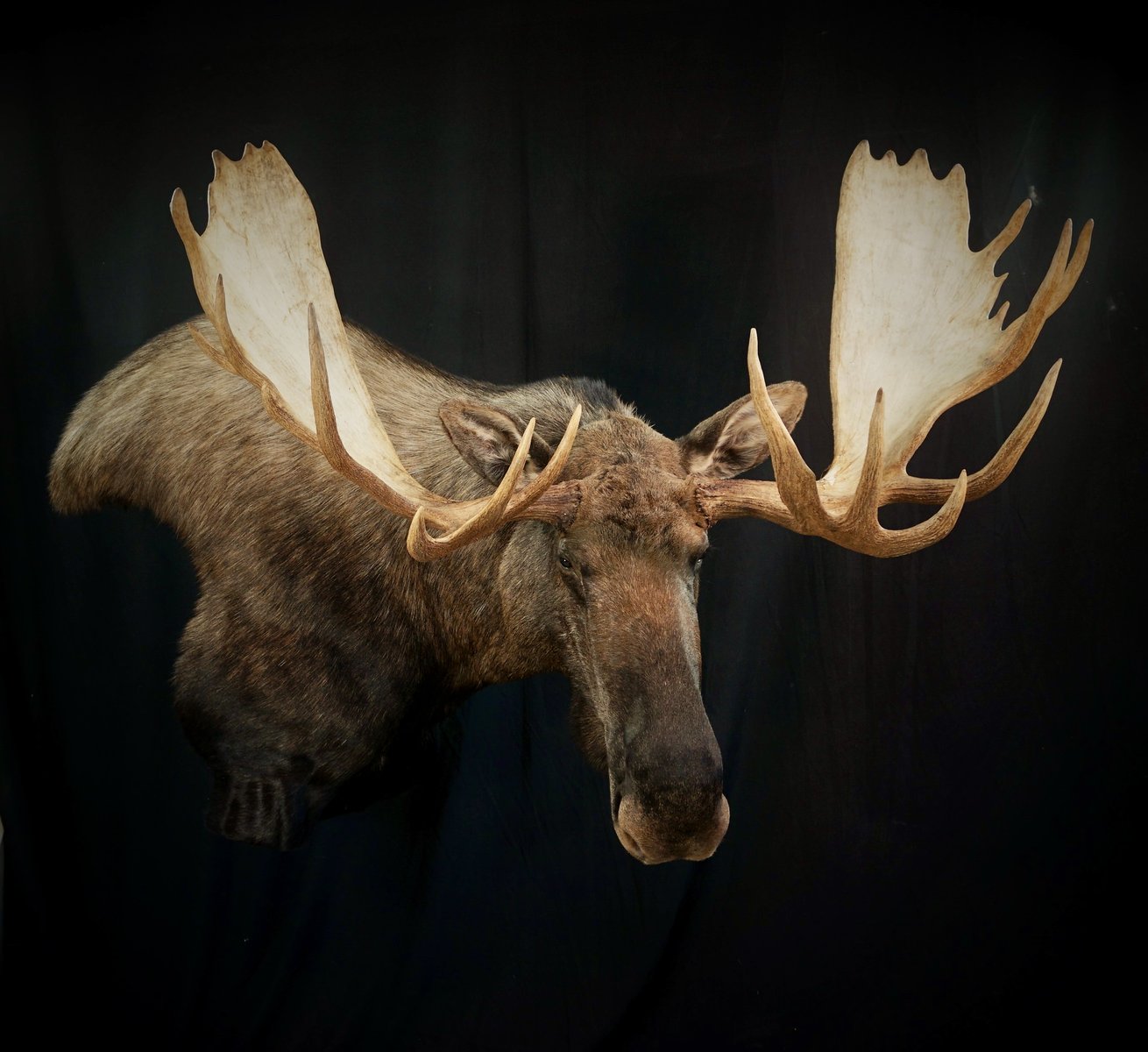 Moose Wall Pedestal
