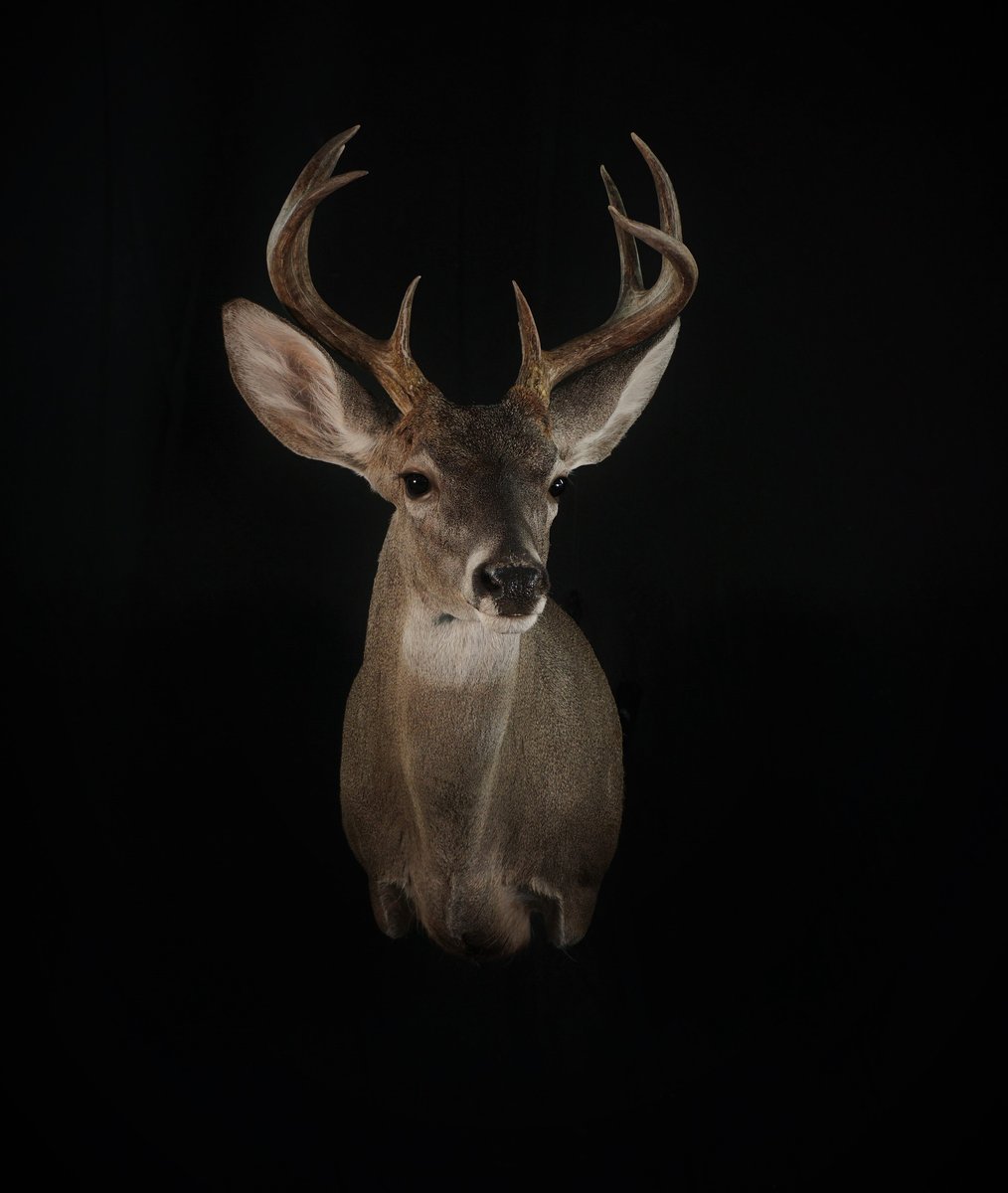 Coues Deer Shoulder Mount
