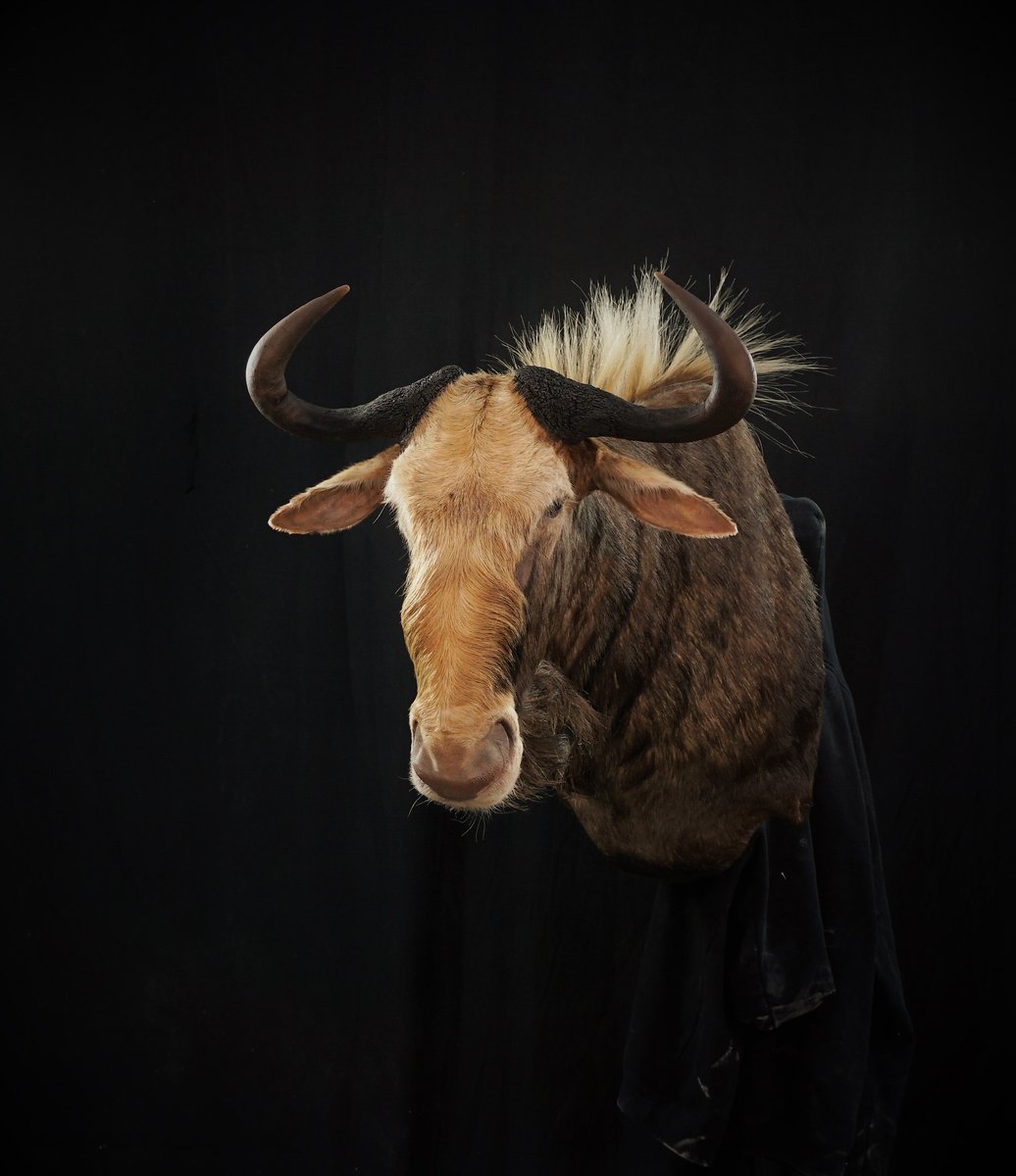 Kings Wildebeest