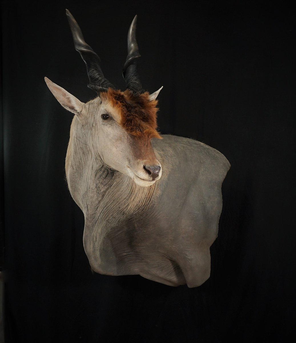 Eland Wall Pedestal