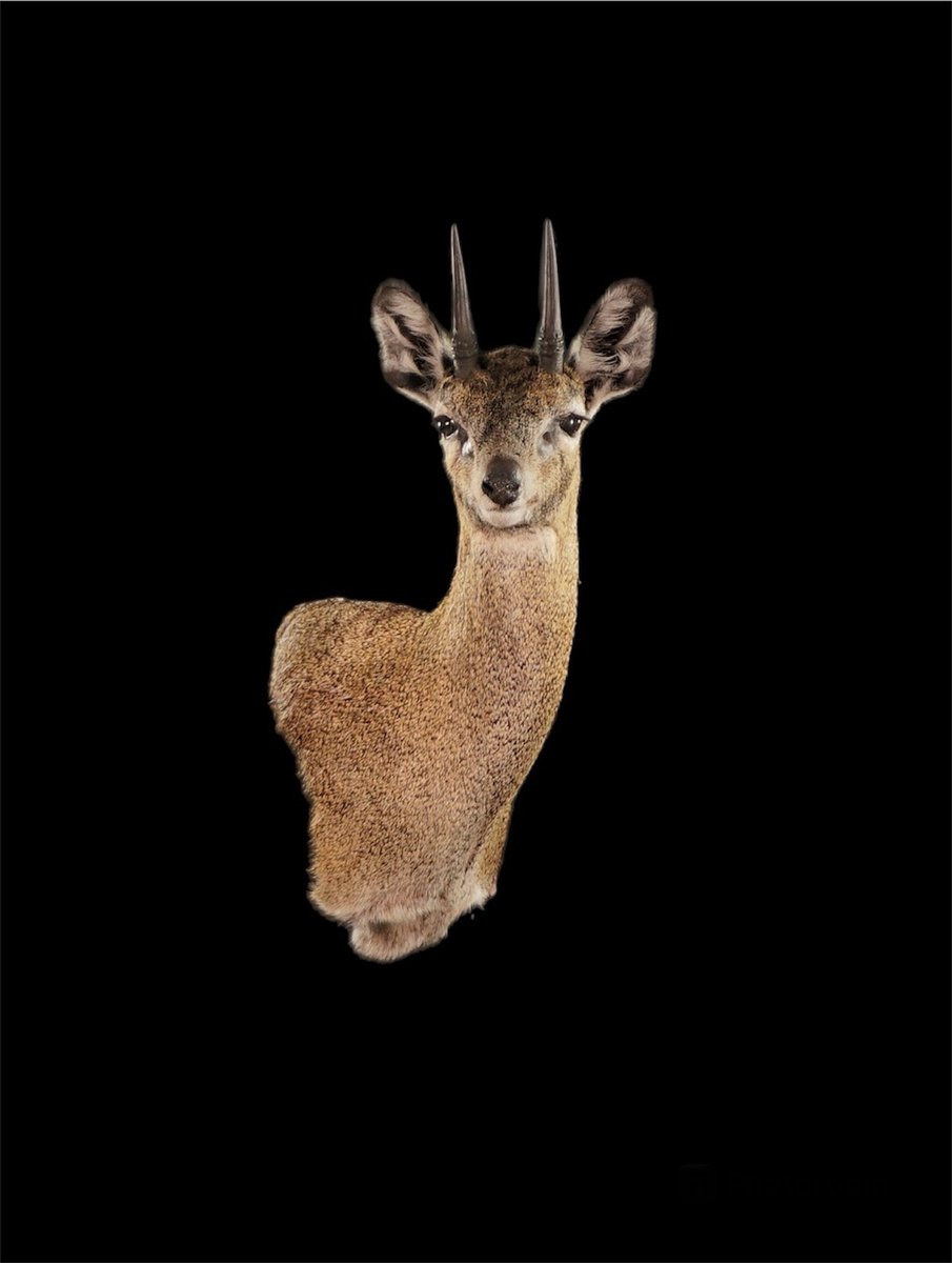 Klipspringer Wall Pedestal