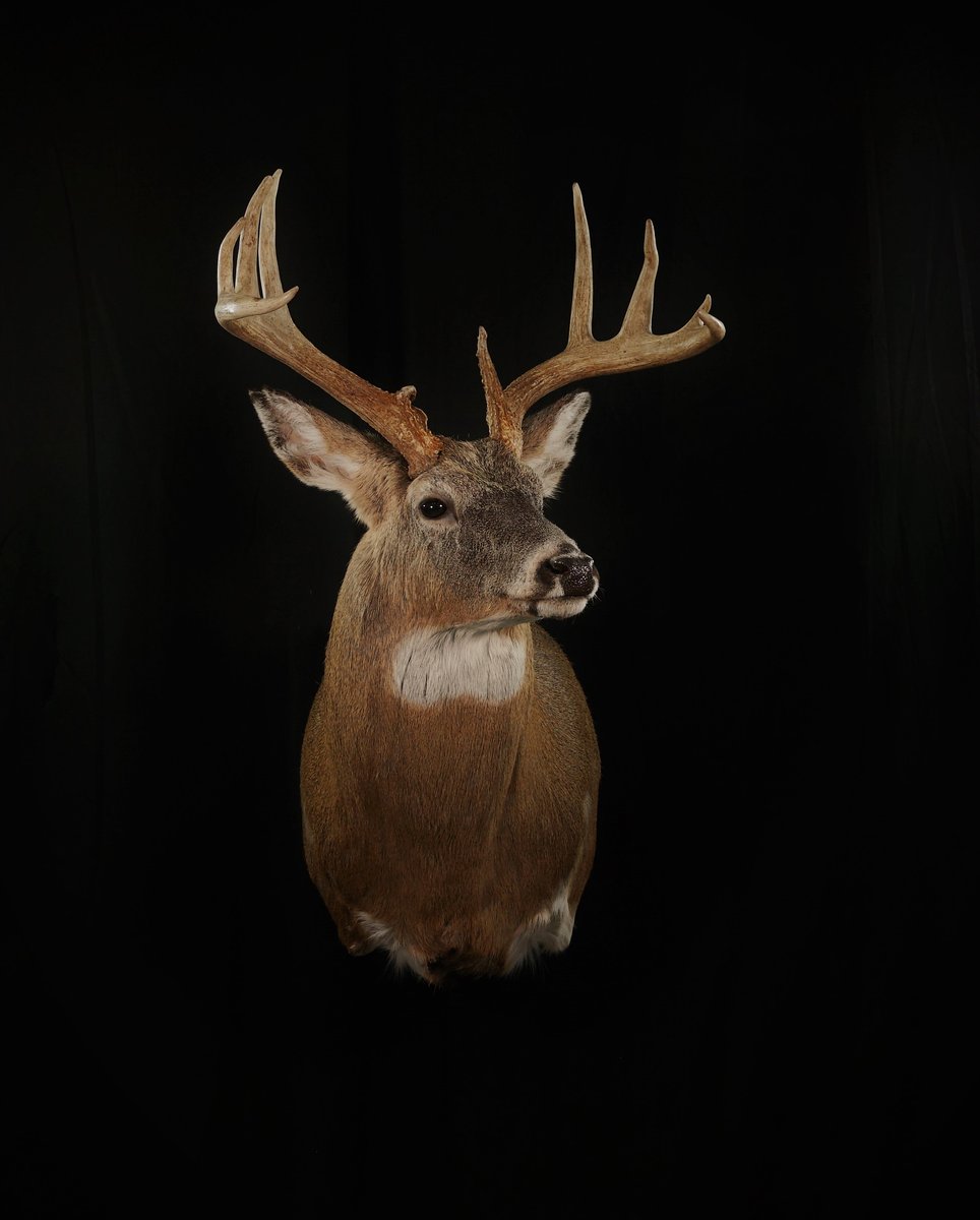Whitetail Shoulder Mount