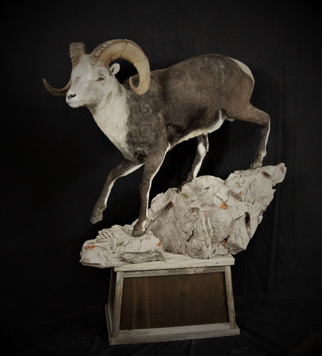 Stone Sheep Life Size