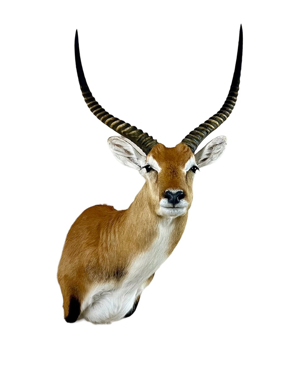 Red Letchwe Shoulder Mount