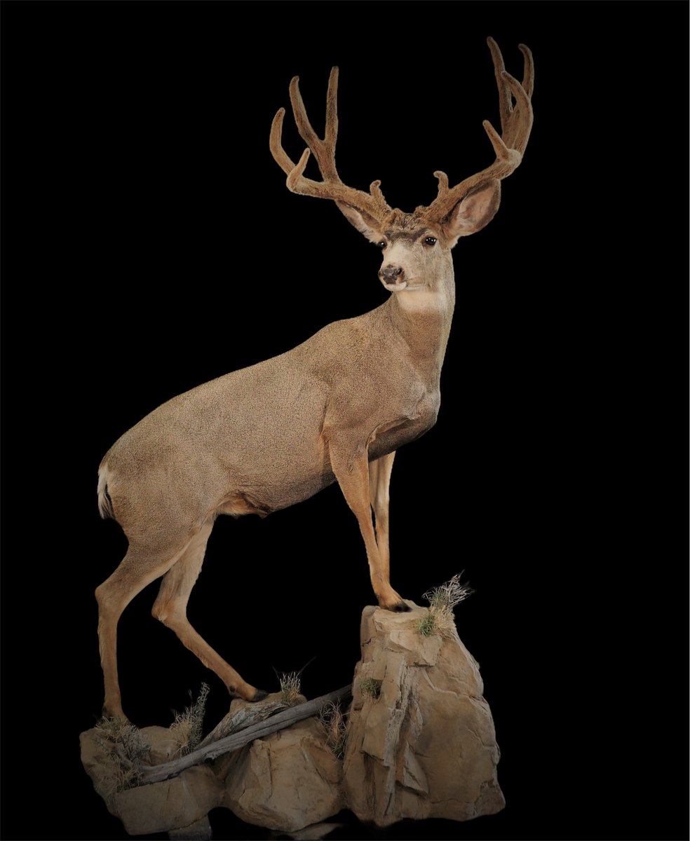 Life Size Deer