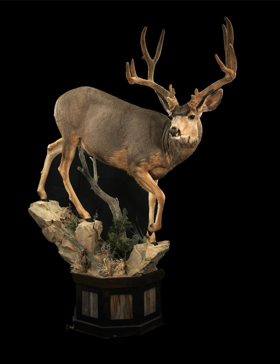 Mule Deer Life Size