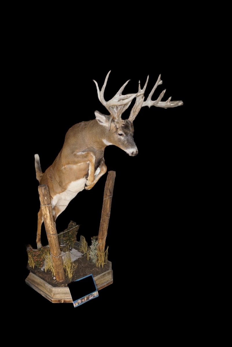 Whitetail Life Size