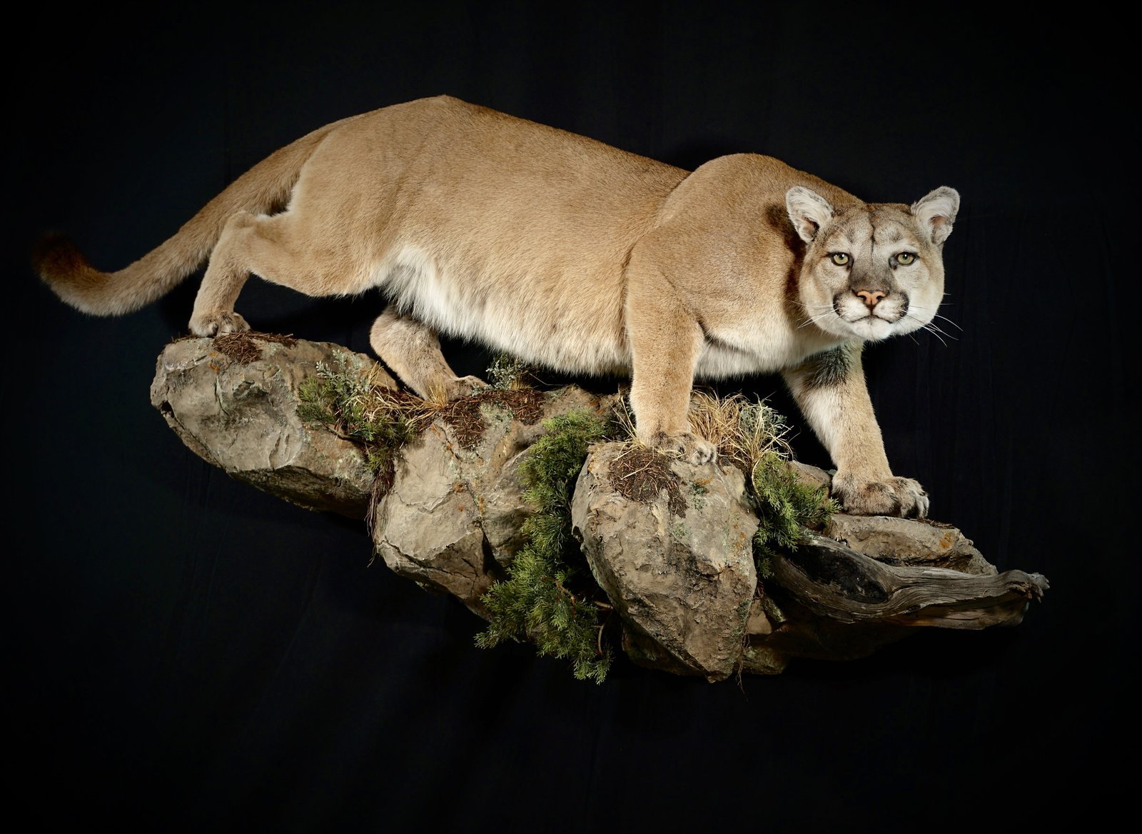 Mountain Lion Life Size