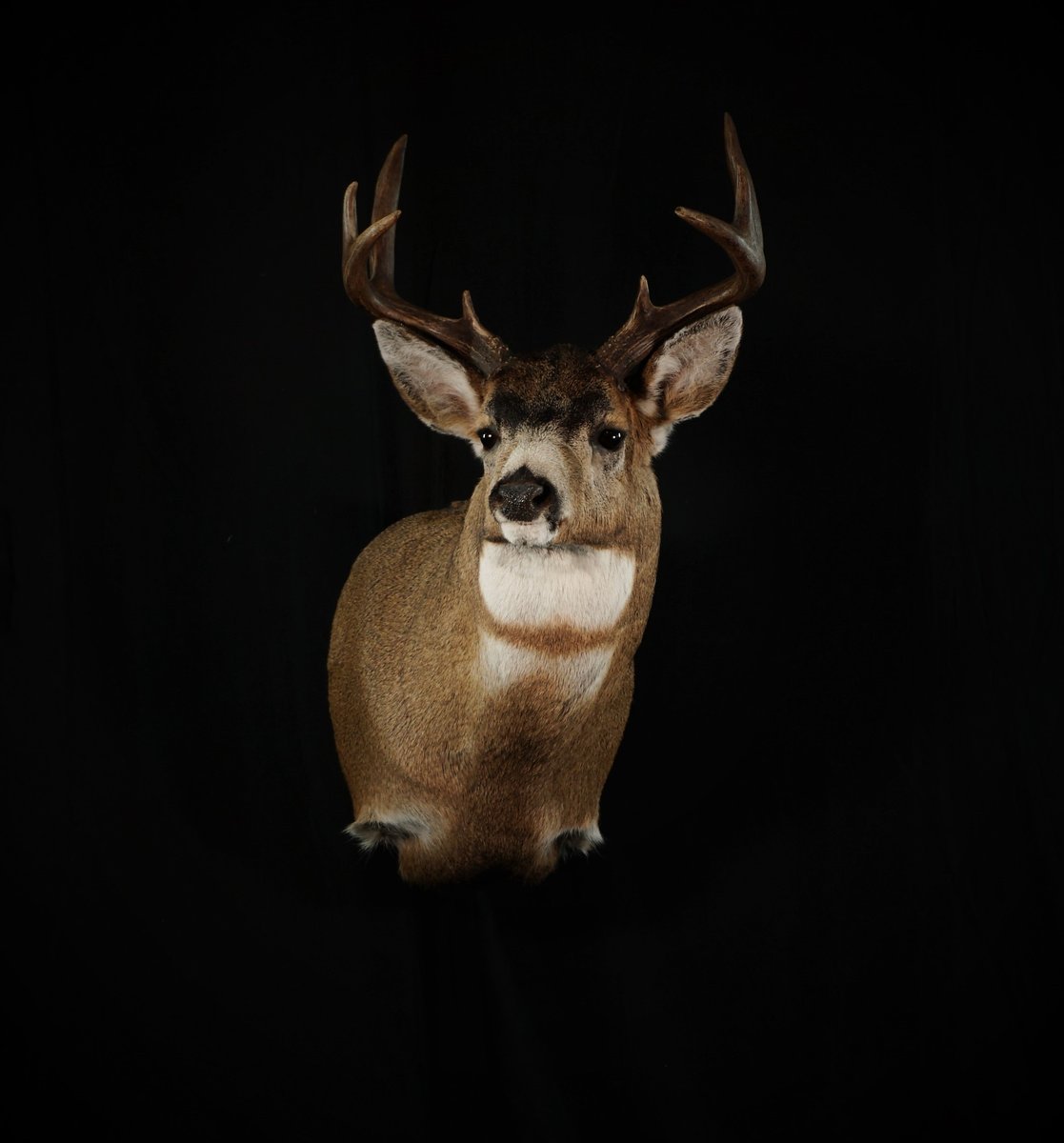Blacktail Shoulder Mount