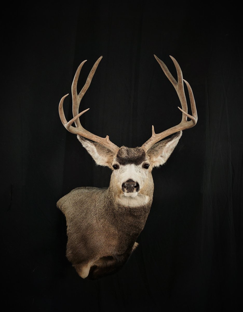 Mule Deer Wall Pedestal