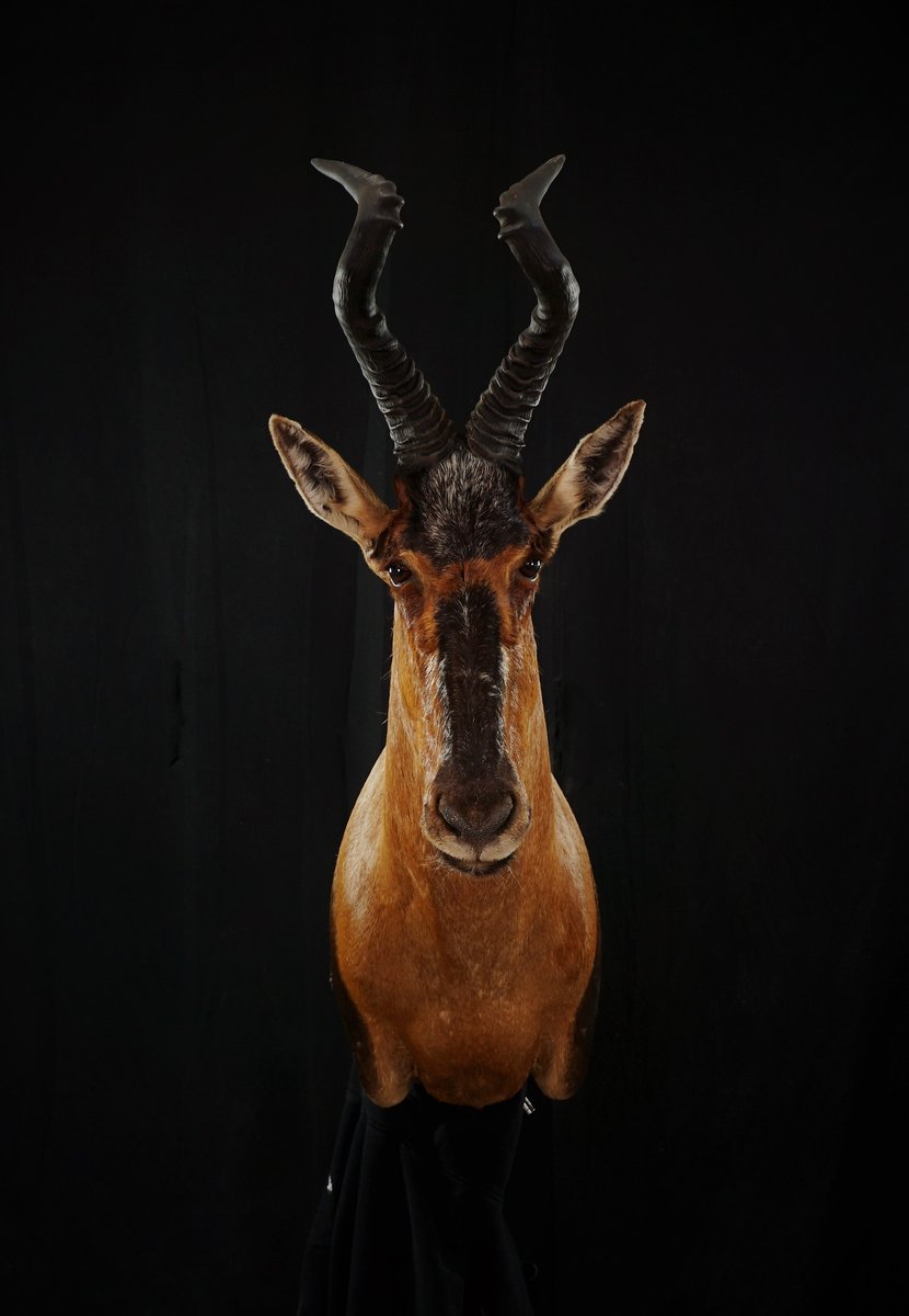 Red Hartebeest