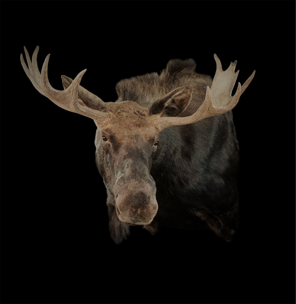 Moose Shoulder Mount