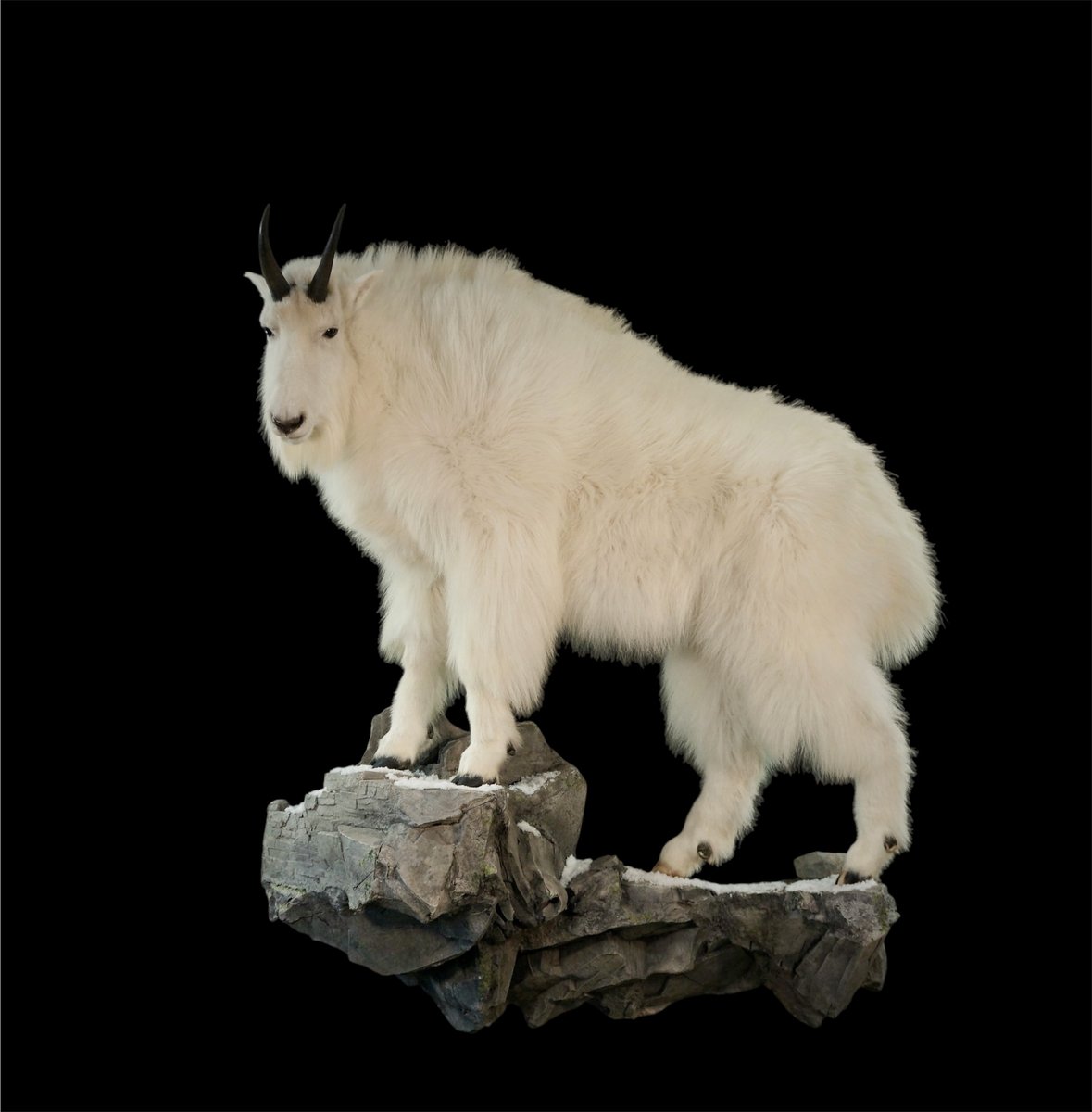 Mountain Goat Life Size