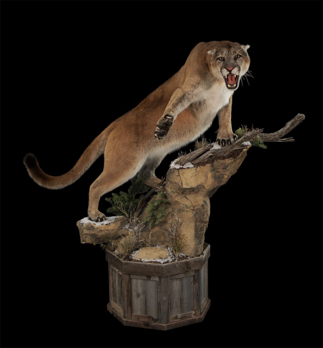 Mountain Lion Life Size Open Mouth