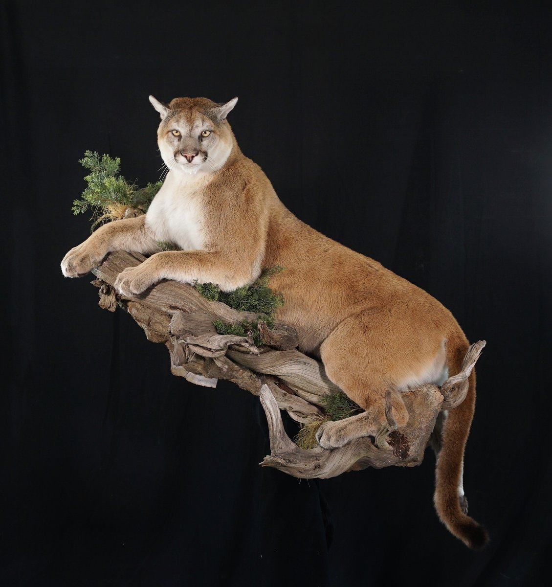 Mountain Lion Life Size
