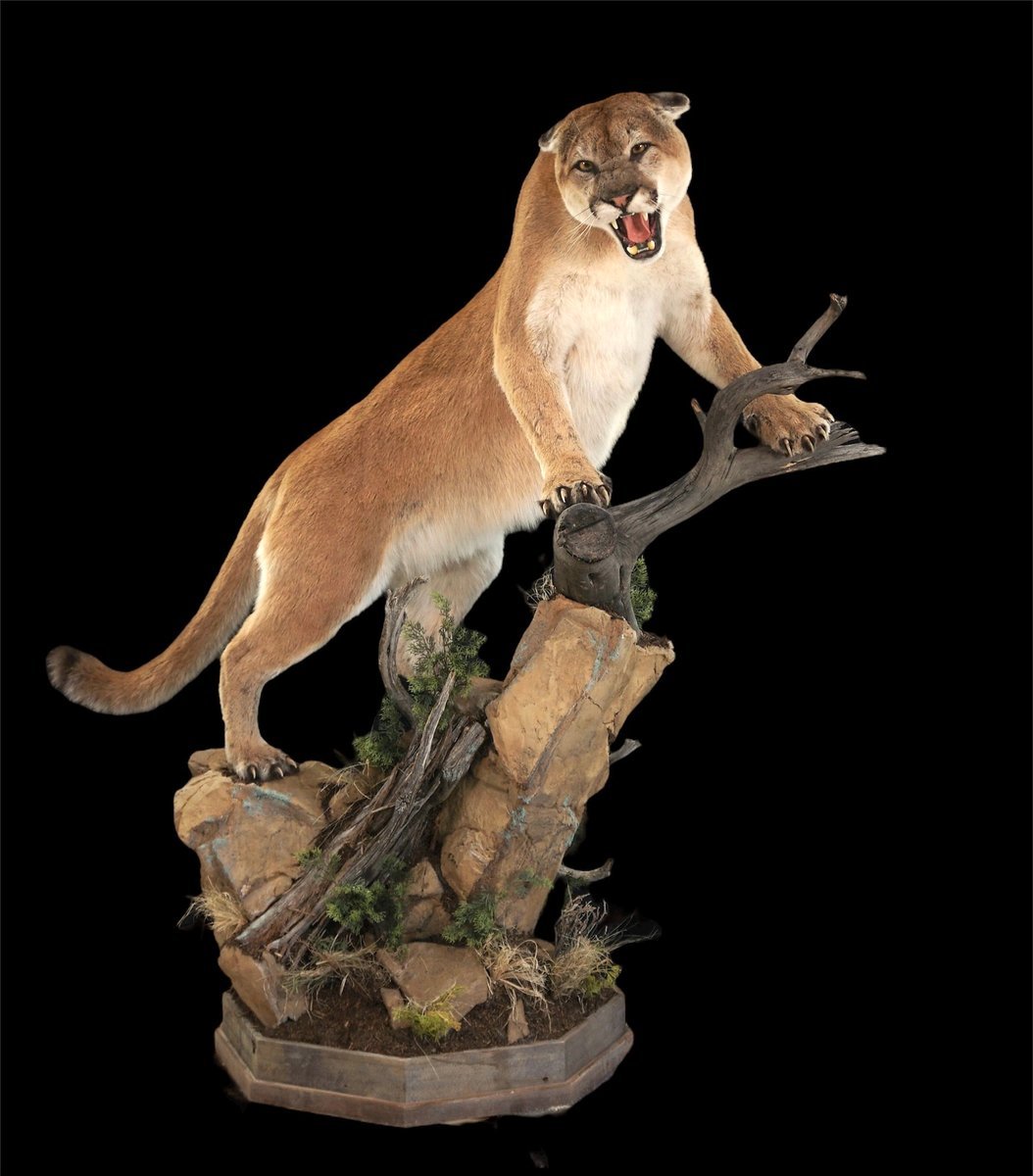 Mountain Lion Life Size Open Mouth