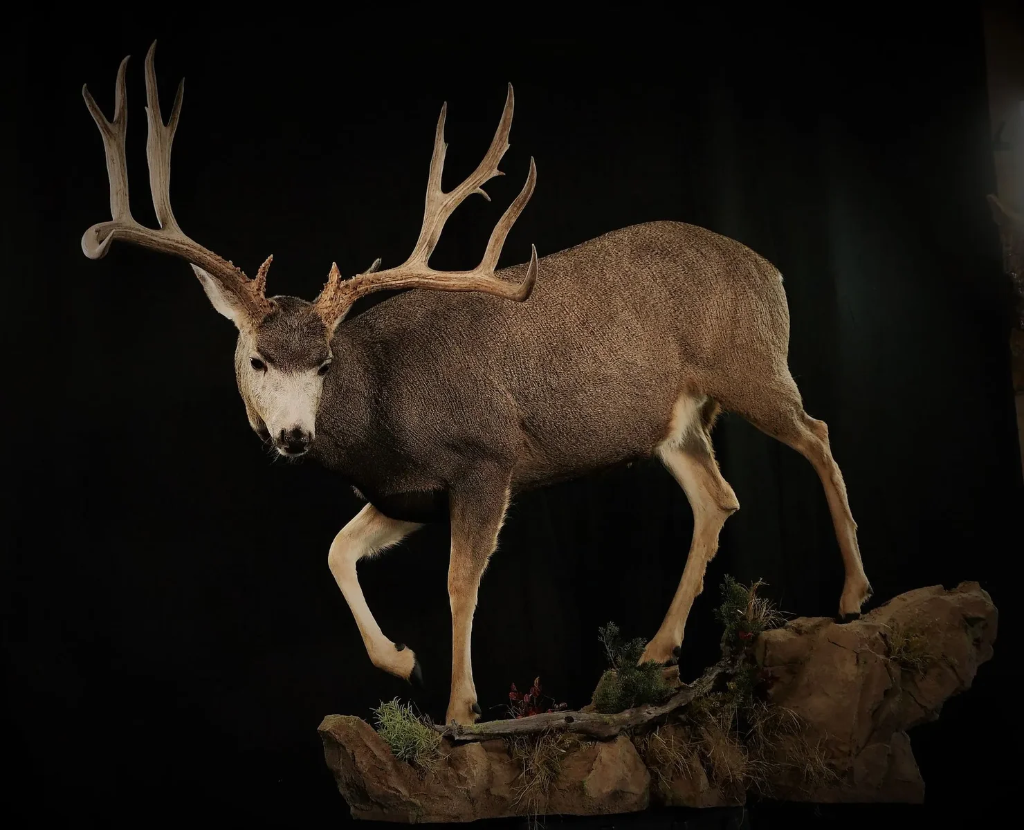 Mule Deer Full Body 1