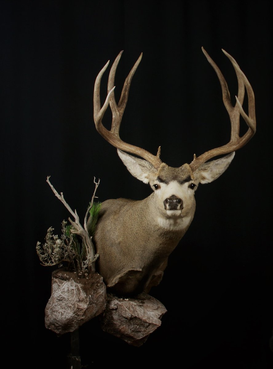 Mule Deer Shoulder Mount