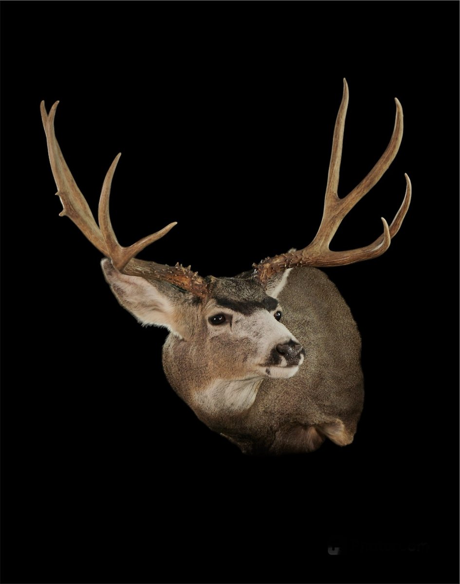 Mule Deer Shoulder Mount