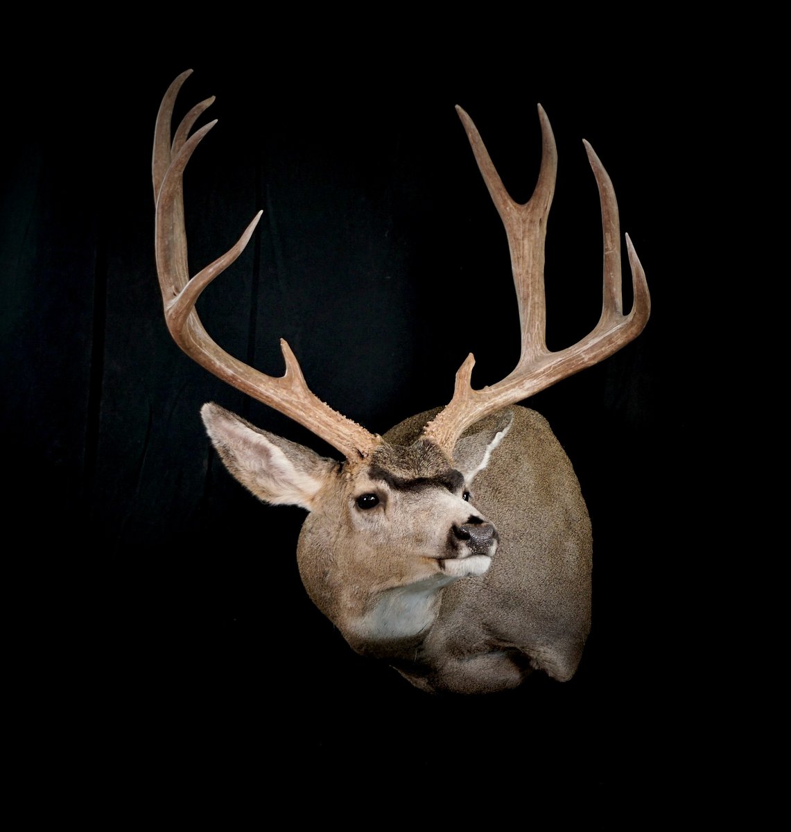 Mule deer Full Sneak Hard Left Turn
