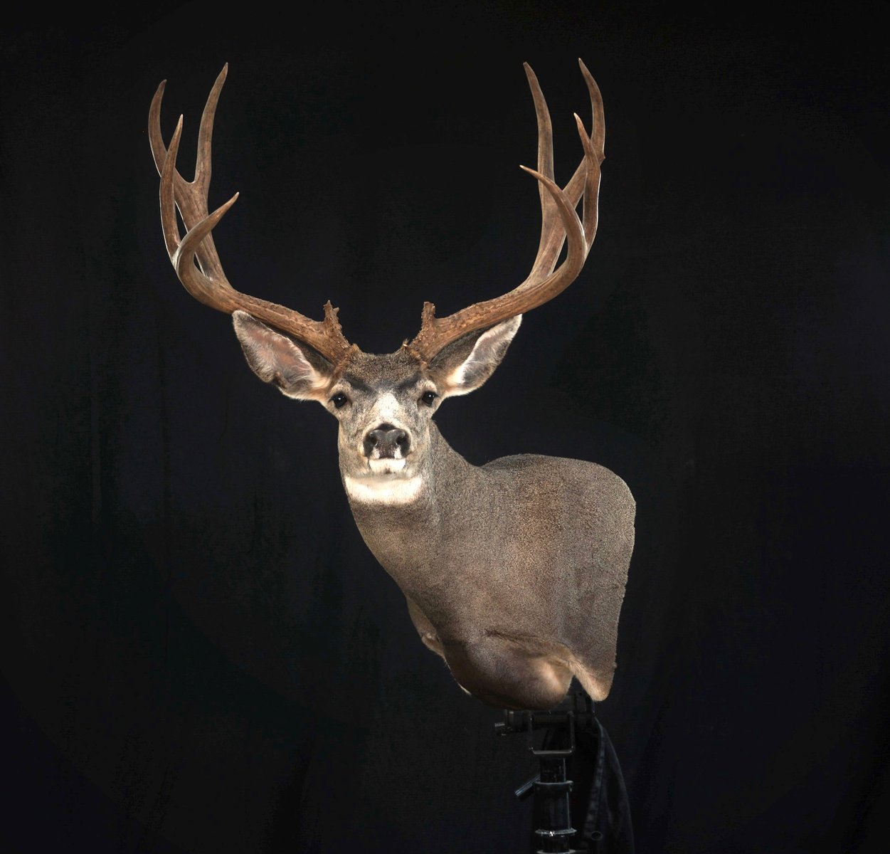Mule Deer Wall Pedestal