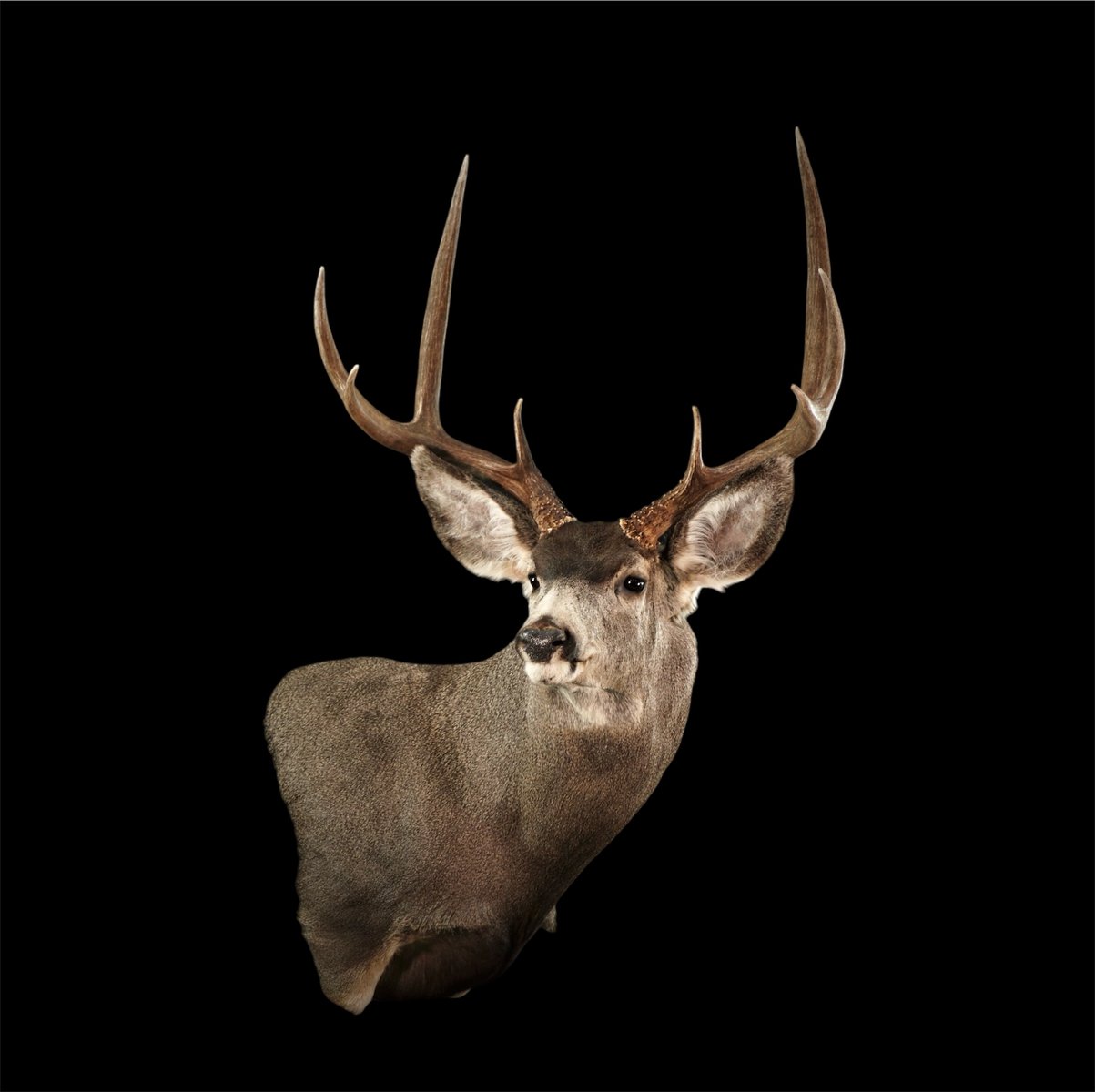 Mule Deer Wall Pedestal