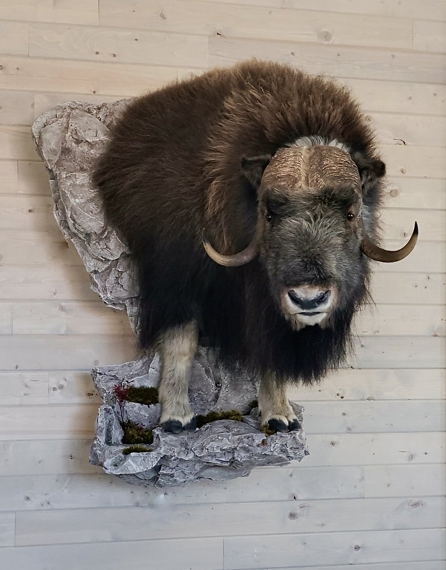 Muskox 1/2 Life Size