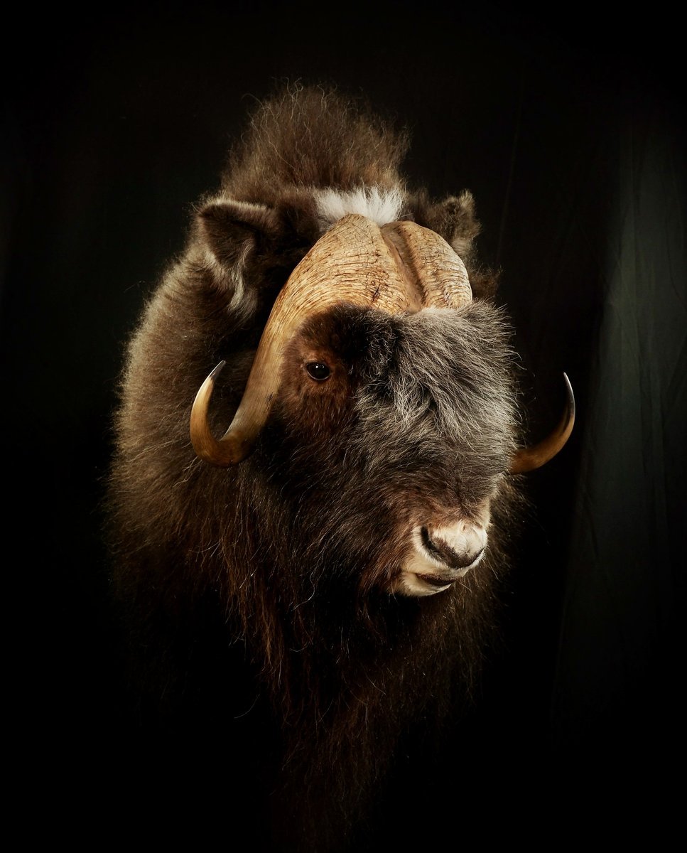 Muskox Shoulder Mount