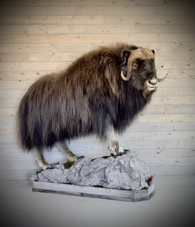 Life Size Muskox