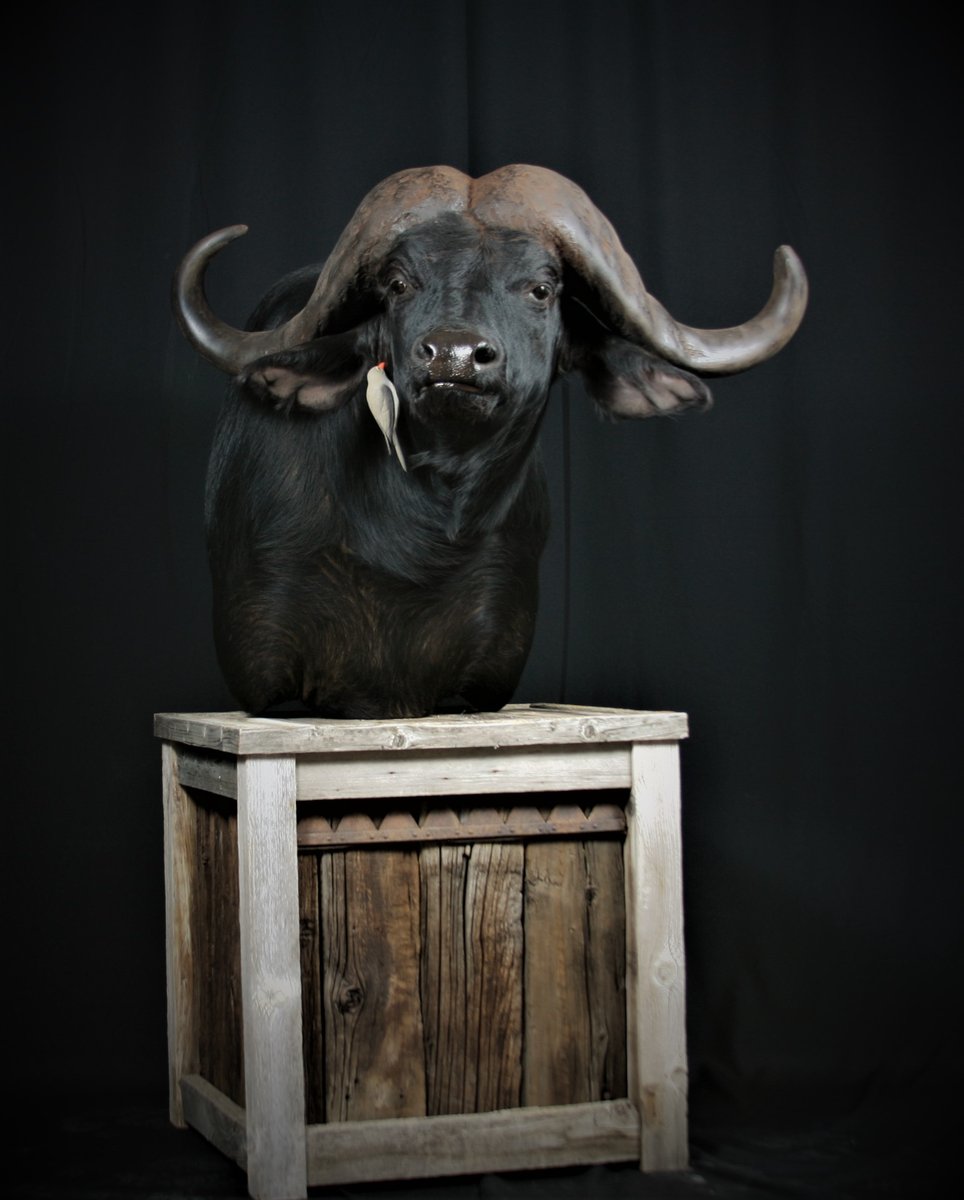 Cape Buffalo Pedestal