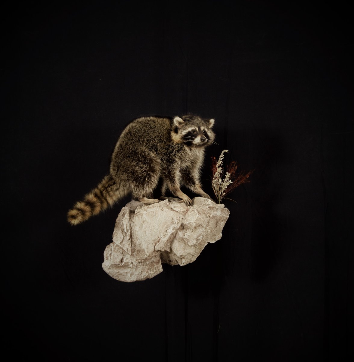 Racoon