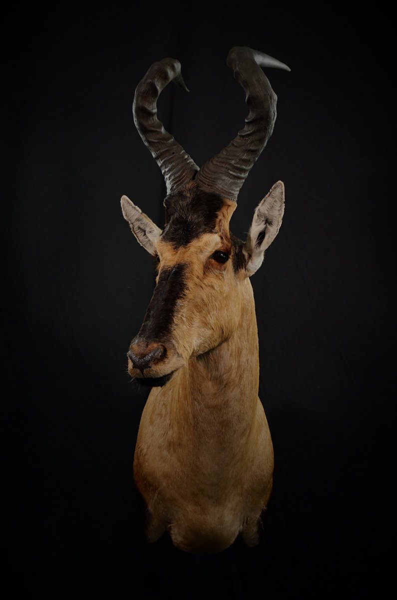 Red Hartebeest