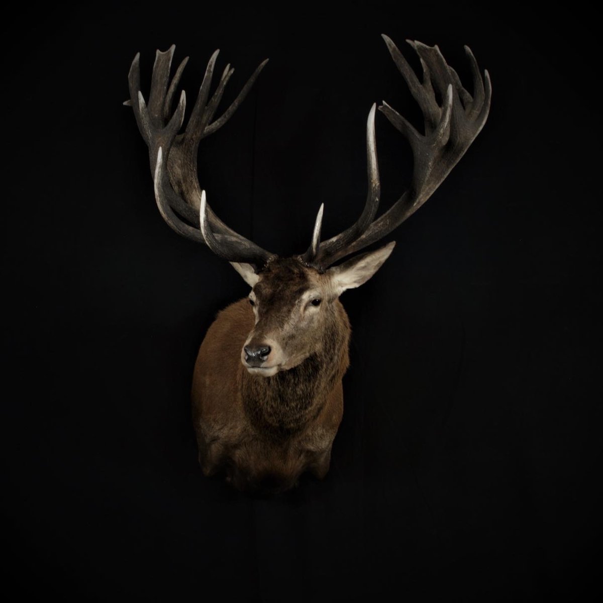 Red Stag Shoulder Mount