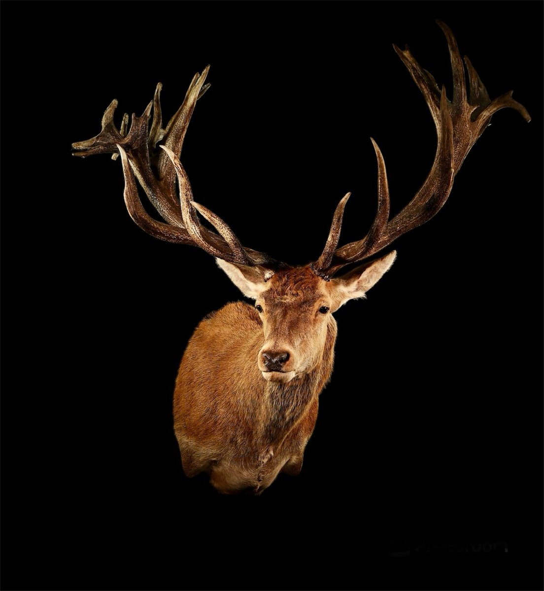 Red Stag Shoulder Mount