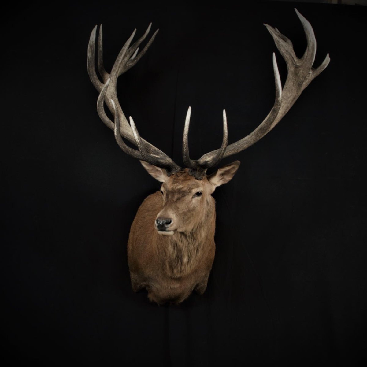 Red Stag Shoulder Mount