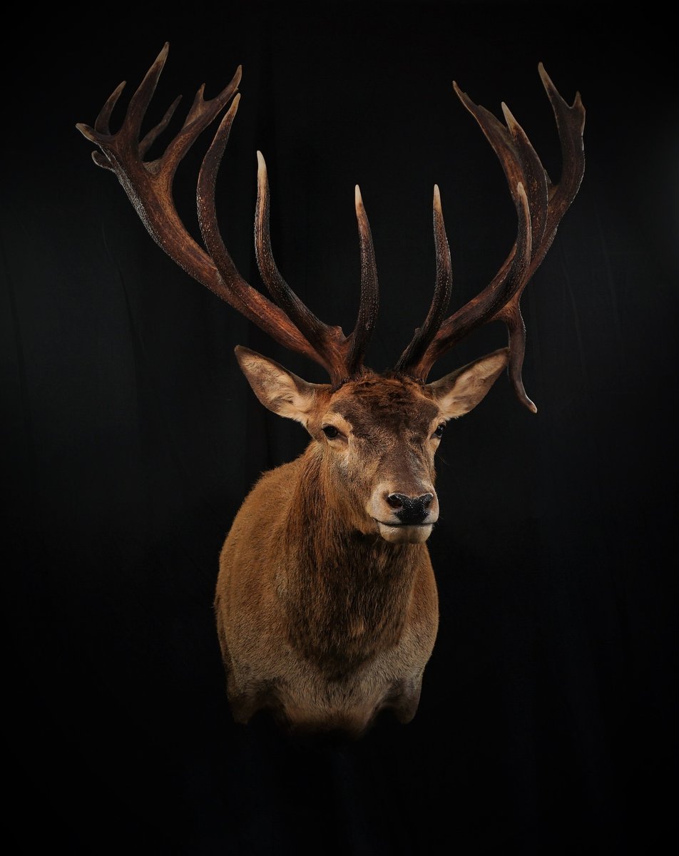 Red Stag Shoulder Mount