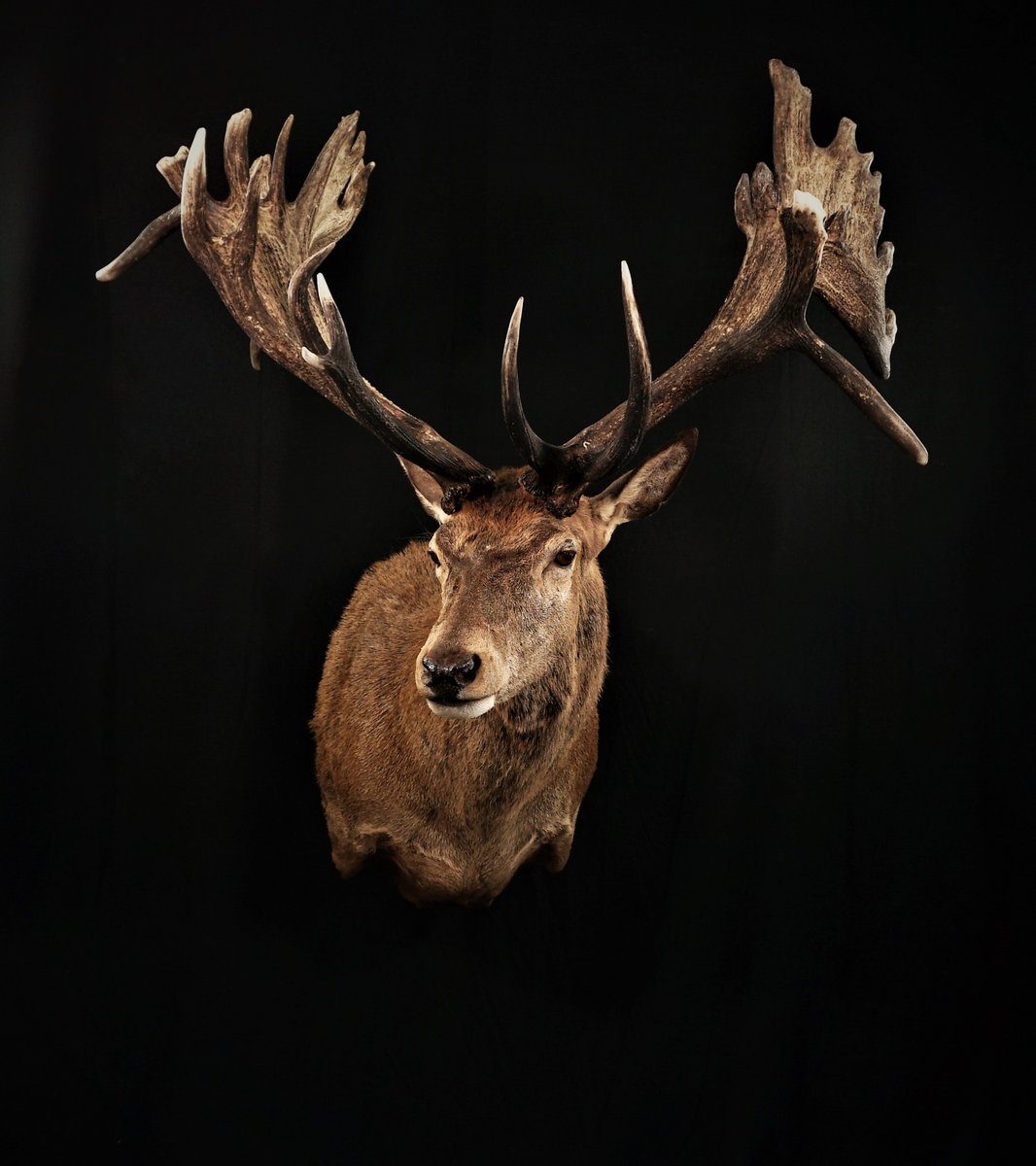 Red Stag Shoulder Mount