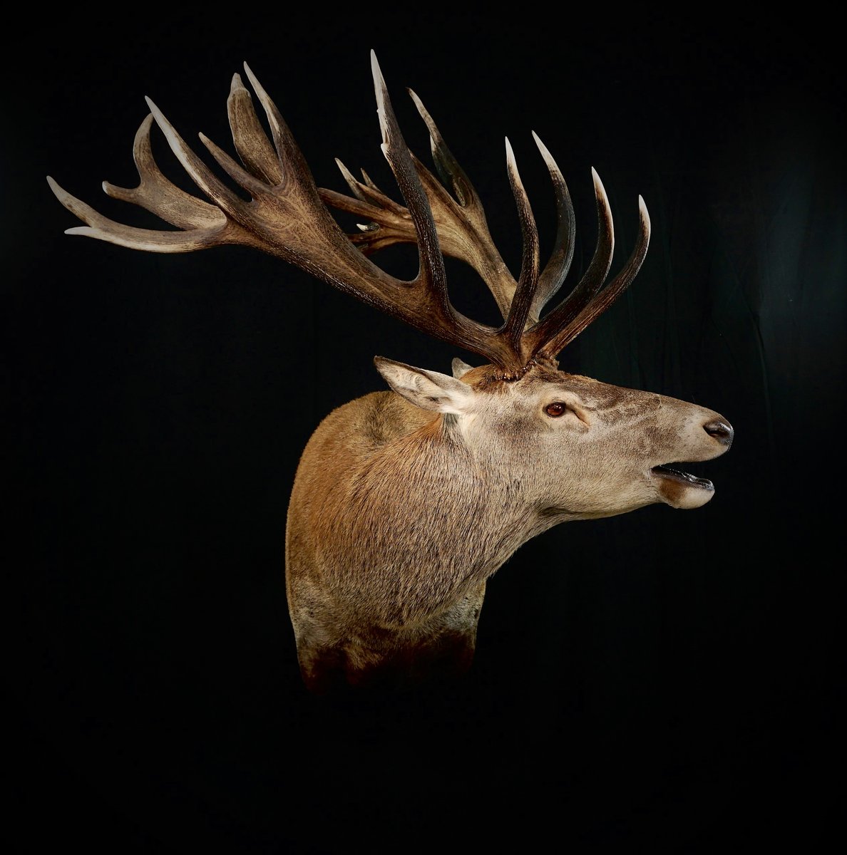 Red Stag Shoulder Mount