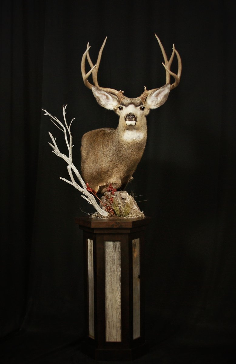 Mule Deer Pedestal