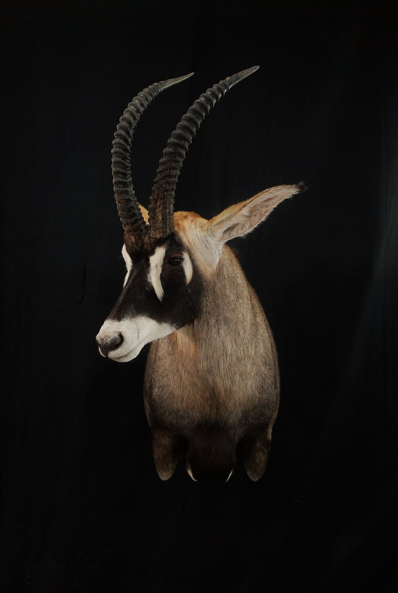 Roan